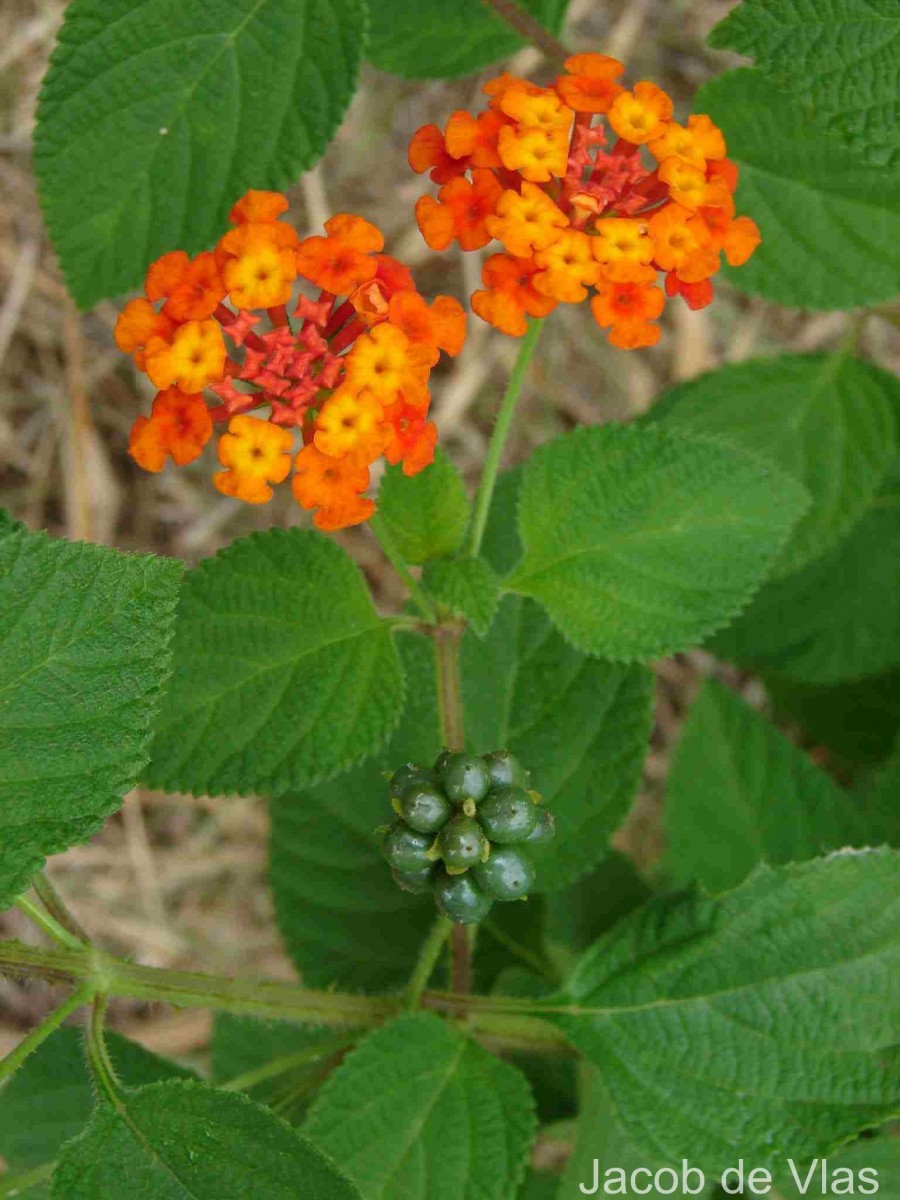 Lantana camara L.